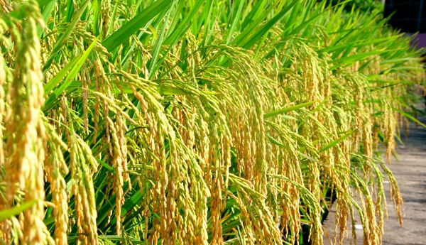  ���������������ڿ��දԱ����������Ҫ��������ָ�����ڵ�ǰũ