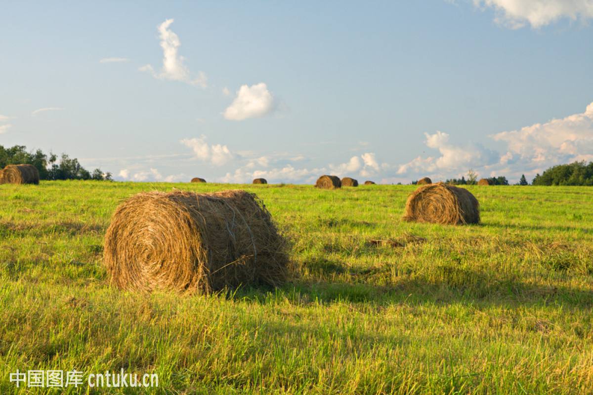 ��������Ʒ��ЧӦ������ɫũҵ ũҵ�����������