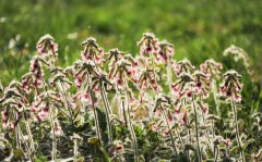 ���ļӴ���ҽҩ��׼��ƶͶ��