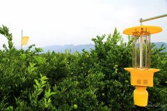 ����ũҩ��������ɫֲ�����ڱ���