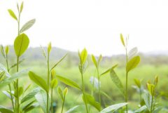 ������������ǿ�л�ũҵ������ƶ����