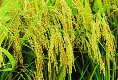 ��ɫ���������ֳ���ɫ������