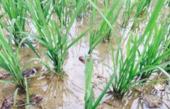 С��Ϻ����̬ũҵ����Ԯ��