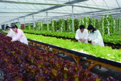 �������Ҵ���������˳�� �а�һ�������괿��40��