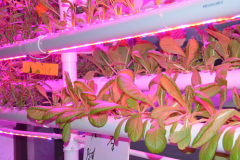 ���ÿһ���л���ɫ�߲˵���Ʒ������