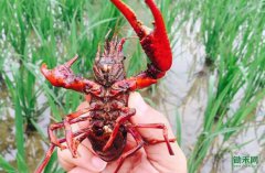 Ϻ�������ɡ��������䡱