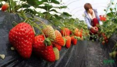 һ�á������ݮ�ĳɳ�֮·