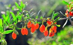 ���Ľ�һ����ǿ��轲�ҵ�����ܿ�