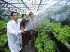 ��ɫֲ�����������ۺ�����