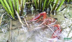 ����+����̬����ģʽ����ũ������ũ��Ʒ