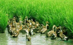 ��Ҥ�ϰ塱���˶�ת�ͣ�������̬����·