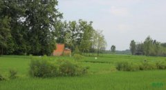 ��ɫֲ�������򼯳��ƹ�Ӧ��ת��