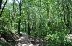 ȫ��ɭ�־��ü�ֵԼ16.2������Ԫ