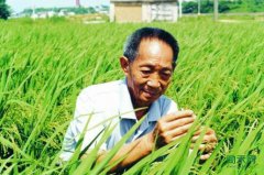 厉害，热带沙漠长出了中国水稻！
