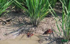 ���ճ��᣺��һ����Ϻ�� ��ֹһĶ��ǧ