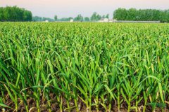 ��۵����ɱ��ߣ��������ũȴ����