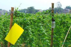 ���ļӴ�ũ���ﲡ�溦��ɫ����