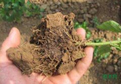 ������ũ�£��������������