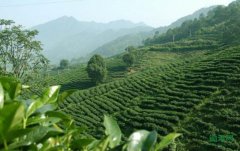 �������أ�������̬�롡���ϲ�Ҷ��