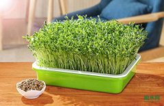 ֽ���ֲˣ�û��ô���򵥡�