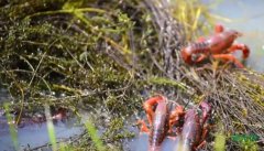 ����Ϻ������:��˭˵��������׬Ǯ��