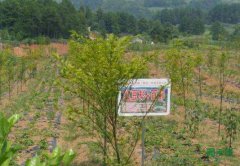 �Ĵ�����������ҽҩ��ҵ������ƶ