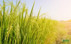 ˮ����ֲ��ȫ���ů��Ӱ����ܱ��͹�