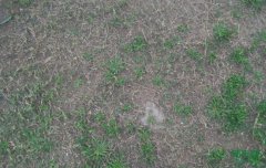 ���Ŵ�ѧ�ɹ��з������޺����ݼ�