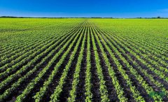 �й��󶹲�ҵؽ��ʵ�־��ⷢչ