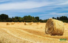 һ���ոѡ���������ɫ��ҵ