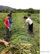 ��Ȼũ������һ�ָ��Ƿ�ʽ���ܱ���ˮ���������Ӳݣ���