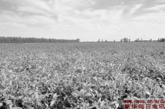 �����硱���ף����й��󶹡�ͦ������