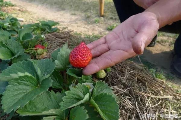 用自然农法提高农产品附加值