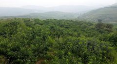 ������н����������80�����Ȼũ���ĸ���