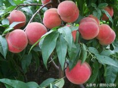 ��Ȼũ����������������ѭ��ģʽ��������ۺ�����