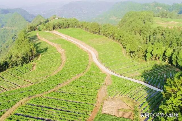 5月在这里将唱响“中国芦笋之乡”最强音