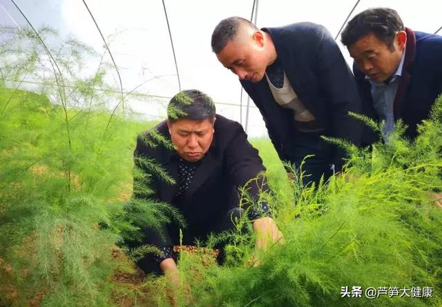 5月在这里将唱响“中国芦笋之乡”最强音