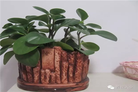 豆瓣绿 豆瓣绿