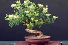 ���������������辰