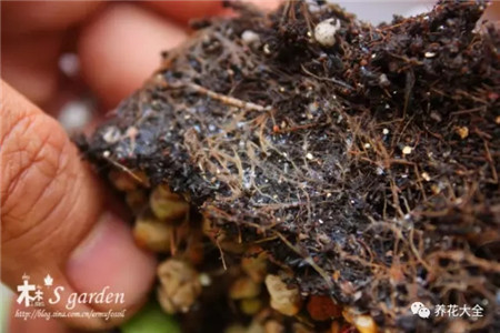 根粉蚧壳虫 根粉蚧壳虫