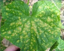 �ƹ�˪ù��������