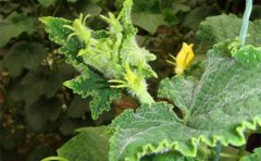 ����Ԥ���ƹϻ��򶥺�ҩ����