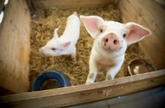 <b>֮Σũҵũ岿</b>