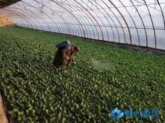 ���������Ҷ�����ʩũҵ������ƶ����