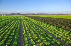 ũҵ���׶���Ҫ��������˽�ũҵ��