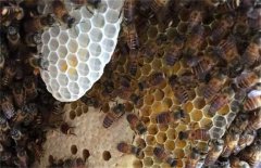 ��ô���۷������Ƣ