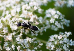 �˷��أ��ط��죬�취����������Ȼ��ʲô�Ƿ���ʲô��