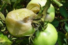 ���������������ฯ����