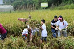让孩子们体验“粒粒皆辛苦”,