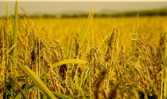  ��ס��ʳ��ȫ����Ȩ ץ����ʳ��������и